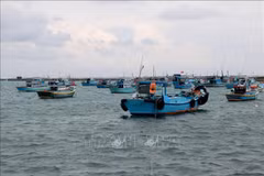 Provincia centrovietnamita de Binh Thuan se moviliza para poner fin a la pesca ilegal