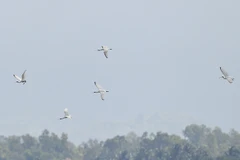Encuentran especies de aves migratorias en peligro de extinción en Binh Dinh