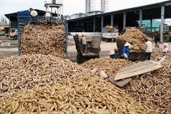 La sequía afecta producción de yuca de Tailandia