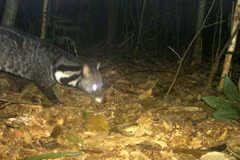 Especies raras de civeta descubiertas en una reserva natural central