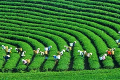Producción verde: tendencia inevitable para empresas vietnamitas