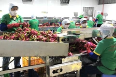 Vietnam cumple con medidas sanitarias y fitosanitarias al exportar productos agrícolas