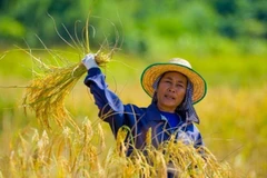 Recomiendan a agricultores tailandeses reducir cultivos de arroz por impactos de El Niño