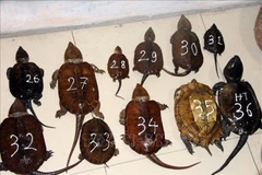 Detienen a dos individuos por contrabando de especies en peligro de extinción