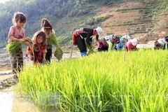 Vietnam refuerza lucha contra riesgos de trabajo infantil a causa de COVID-19