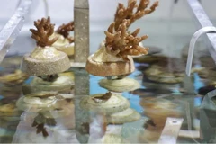 Cultivo de fragmentos de coral en tanques especializados en la isla de St. John (Foto: straitstimes.com)