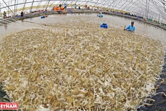 Vietnam apunta a ingresar cuatro mil millones de dólares por exportaciones de camarón