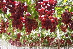 Estudia provincia vietnamita desarrollo de uvas para viticultura 