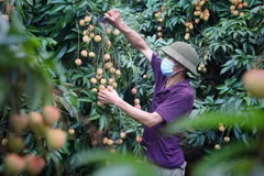 Comienza cosecha de lichis con forma de huevos de Hung Yen