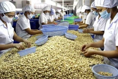 Sector del anacardo de Vietnam se centrará en aprovechar TLC 