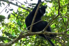 Descubren un raro langur de mejillas blancas en la Reserva Natural en Bac Kan