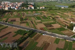 Hanoi promueve áreas agrícolas especializadas