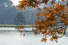 Árbol en Hanoi luce sus nuevas hojas en el invierno