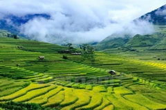 En fotos la temporada dorada de arrozales en Mu Cang Chai 