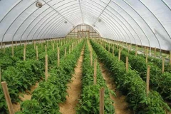 Vietnam y Japón robustecen cooperación agrícola