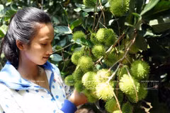 Hoteles, canal promocional de frutas vietnamitas 