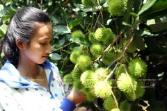 Hoteles, canal promocional de frutas vietnamitas 