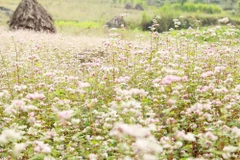 Abre sus puertas Festival de flores de alforfón en meseta Dong Van