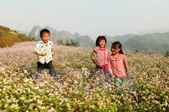  “Paraíso de flores de alforfón” en Vietnam ve alud de turistas