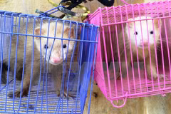 Aduana de Tay Ninh rescata a exóticas tortugas y rateles traficados