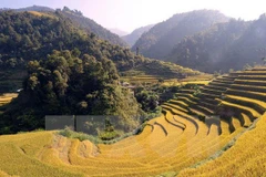 Mu Cang Chai: destino atractivo con escenas majestuosas