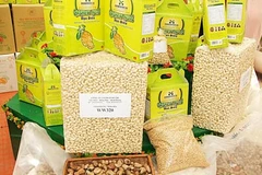 Exportación vietnamita de anacardo registra notable incremento