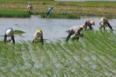 Vietnam experimenta producción arrocera con alta tecnología de Japón