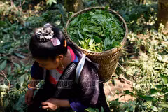 El “oro verde” en la meseta Tua Chua 