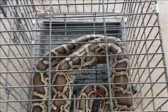 Una pitón reticulada (Fuente:VNA)