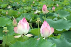 Ninh Binh en temporada de floración del loto deslumbra a turistas 
