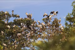 Parque nacional de Vietnam desarrolla turismo asociado a conservación de naturaleza