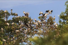 Parque nacional de Vietnam desarrolla turismo asociado a conservación de naturaleza