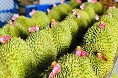Durián vietnamita por aumentar valor de exportaciones en 2024