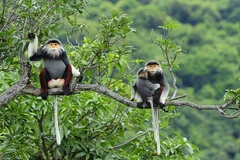 📝 Enfoque: Vietnam refuerza aplicación de ley relacionada con delitos contra vida silvestre