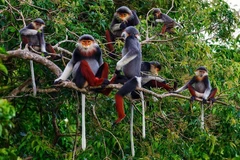 Provincia de Ninh Thuan preserva biodiversidad para desarrollo sostenible