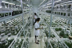 Agricultura verde: tendencia a seguir en Vietnam