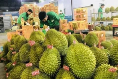 En alza exportaciones de frutas y verduras vietnamitas a China