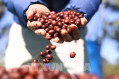 Buon Ma Thuot busca convertirse en destino cafetalero del mundo