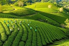 Vietnam agiliza implementación de Estrategia nacional de crecimiento verde