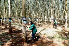 Prevén dificultades para exportación de caucho de Vietnam en último trimestre del año