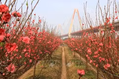 Significado de la flor de durazno en el Tet de Vietnam