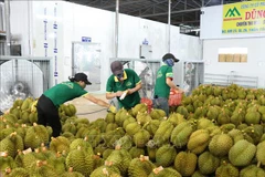 Promueven exportaciones agrícolas de Vietnam en 2024