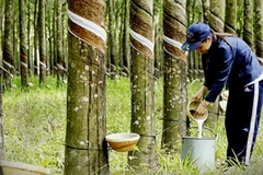 Elevan competitividad de caucho vietnamita en mercado internacional