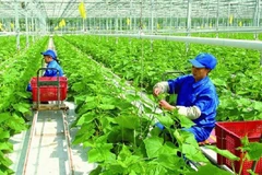 Agricultura vietnamita adopta soluciones para implementar compromisos de COP26
