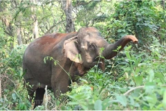 Vietnam trabaja para prevenir degradación de la biodiversidad