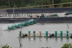 Desarrollan producción acuícola de la provincia vietnamita de Tien Giang