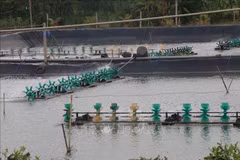Desarrollan producción acuícola de la provincia vietnamita de Tien Giang