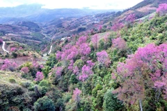 (Televisión) Brotan las flores Pang To Day en el noroeste de Vietnam 