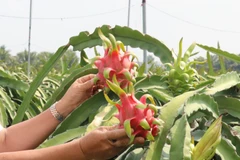 [Video] Potencial de exportación de la pitahaya de Vietnam 