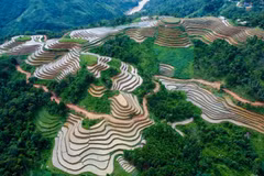 Terrazas de arroz llenas de agua en provincia montañosa de Vietnam